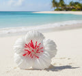 Hibiscus Sei Ear Flower